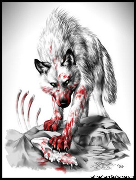 Волк со следами крови на морде и на лапах