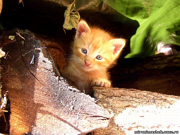 красивые Картинки, рисунки Кошки, котята