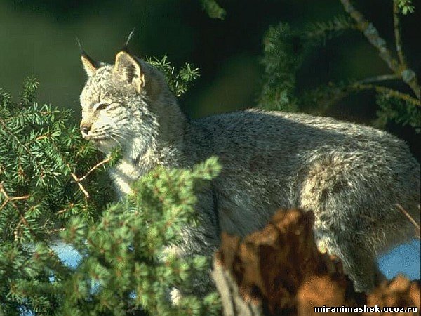 красивые Картинки, рисунки Кошки, котята