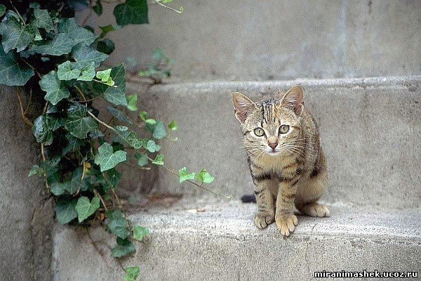 красивые Картинки, рисунки Кошки, котята