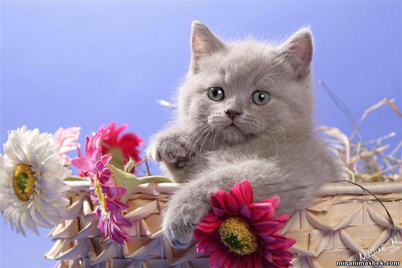 Картинки с котами для живой открытки с Международным женским днём 8 марта 2024