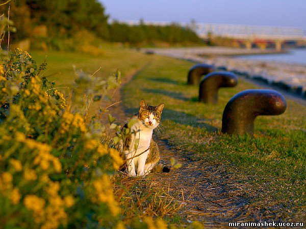 красивые Картинки, рисунки Кошки, котята