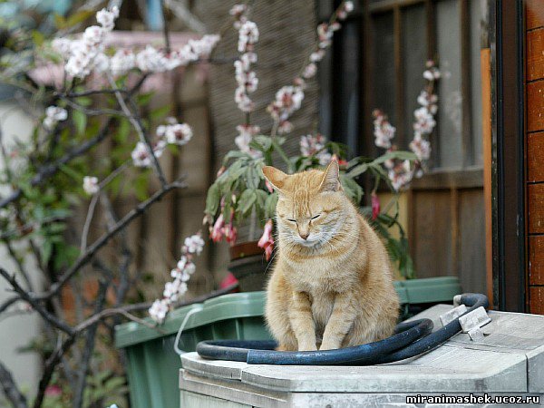 красивые Картинки, рисунки Кошки, котята