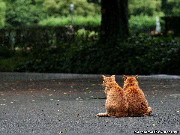 красивые Картинки, рисунки Кошки, котята