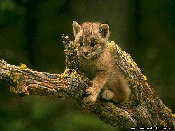 красивые Картинки, рисунки Кошки, котята