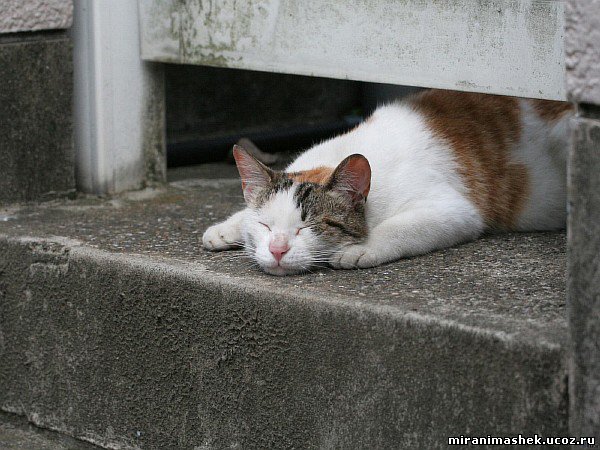 красивые Картинки, рисунки Кошки, котята