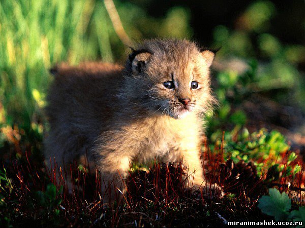 красивые Картинки, рисунки Кошки, котята