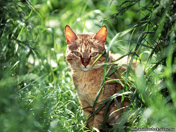 красивые Картинки, рисунки Кошки, котята