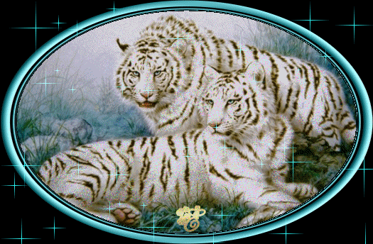 Тигры Анимация Бесплатно