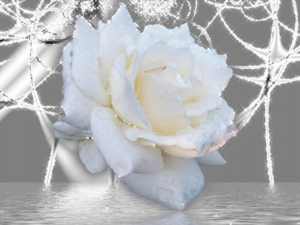 Белые розы в анимации