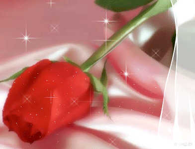 Полураскрывшийся бутон красной розы на шёлке