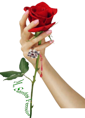 Красная роза с шипами и кровь на руках девушки