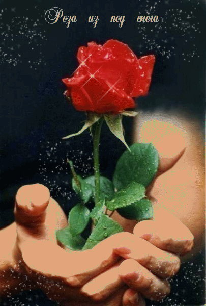 Алая роза в заботливых нежных руках человека