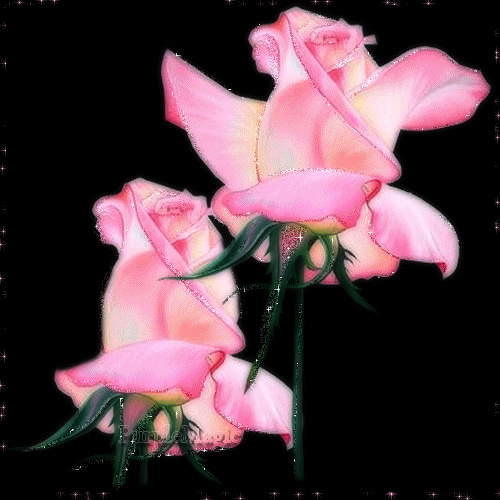 Красивые цветы - алые розы, gif картинка