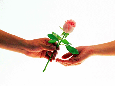 Мужская и женская руки, парень дарит девушке розу