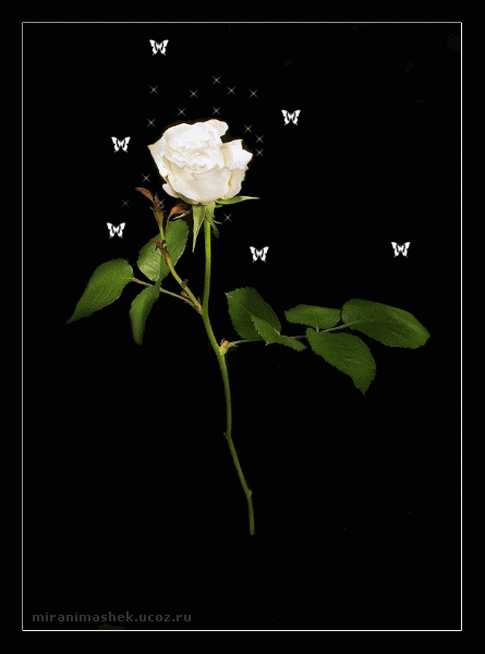 Белая роза и бабочки, порхающие вокруг неё
