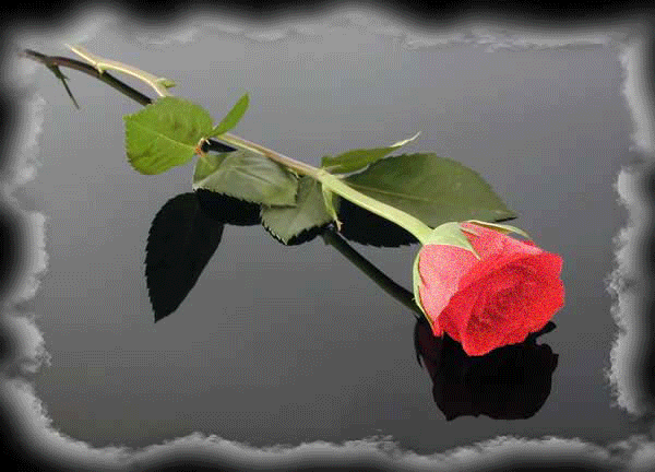 Одинокая роза на длинном стебельке лежит на земле