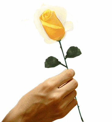 Жёлтая роза раскрывается в нежной руке девушки