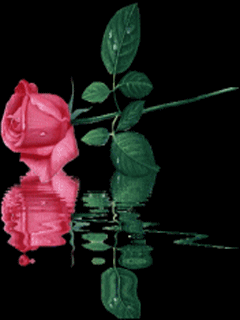 Красная роза лежит в воде, отражение розы