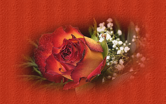 Букет из красно-жёлтой розы и маленьких цветков
