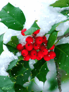 Красная рябина зимой под снегом. Падает снег