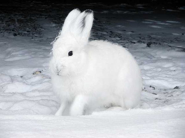 Белый заяц зимой на снегу