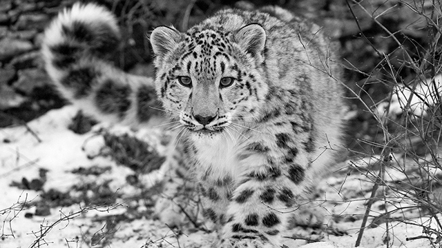 Снежный леопард (snow leopard)