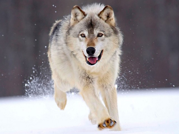 Волк бежит по снегу зимой