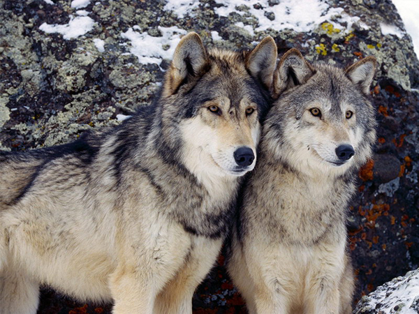 Волк и волчица зимой на снегу
