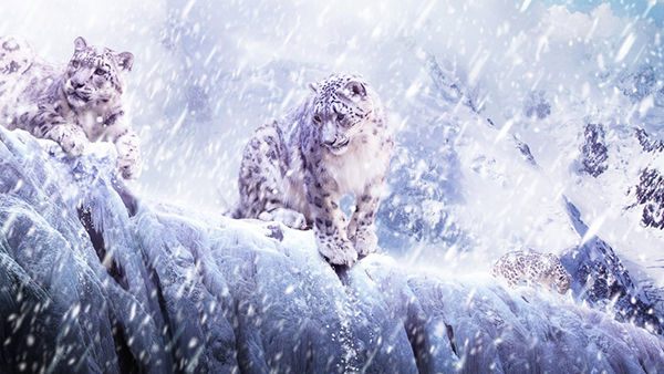 красивые Картинки зима снег Животные зимой