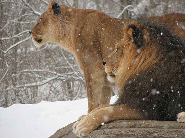 Лев и львица зимой на снегу
