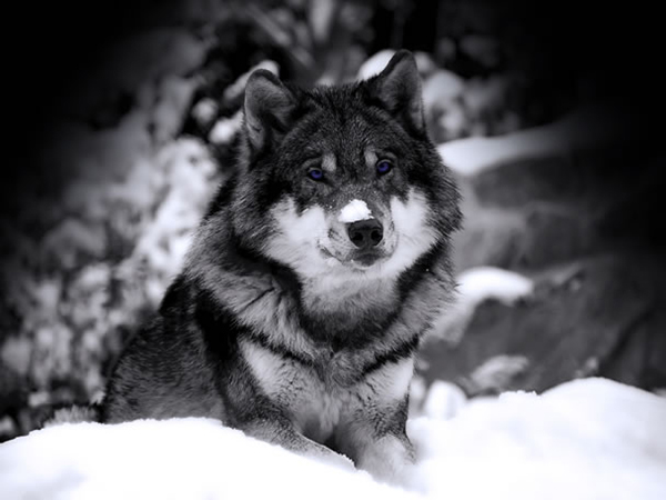 Одинокий волк зимой лежит на снегу