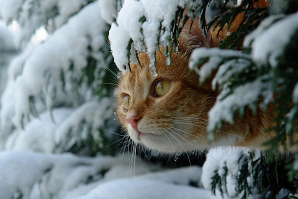красивые Картинки зима снег Животные зимой