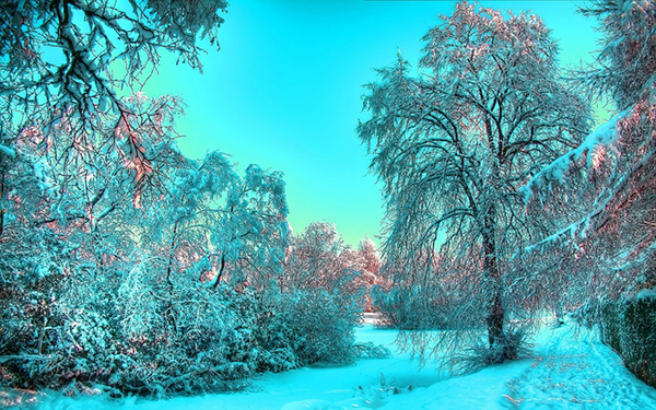Зимний лес утром