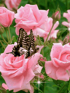 Самая красивая анимация бабочки на цветке