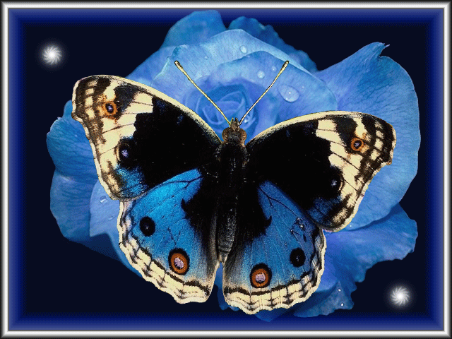 Анимационная картинка с бабочкой на синей розе
