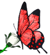 Красная бабочка сидит на розе и машет крыльями