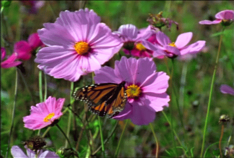 Объёмная 3D анимация Бабочка на цветке