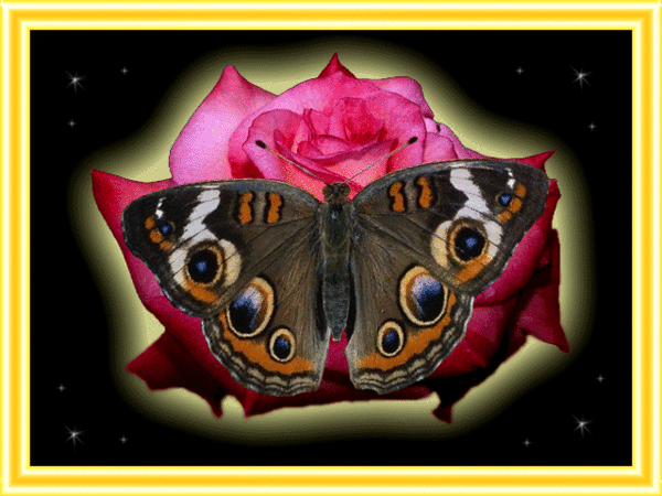 Бабочка сидит на красной розе и машет крыльями