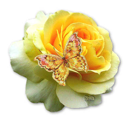 Порхающая жёлтая бабочка на жёлтой розе