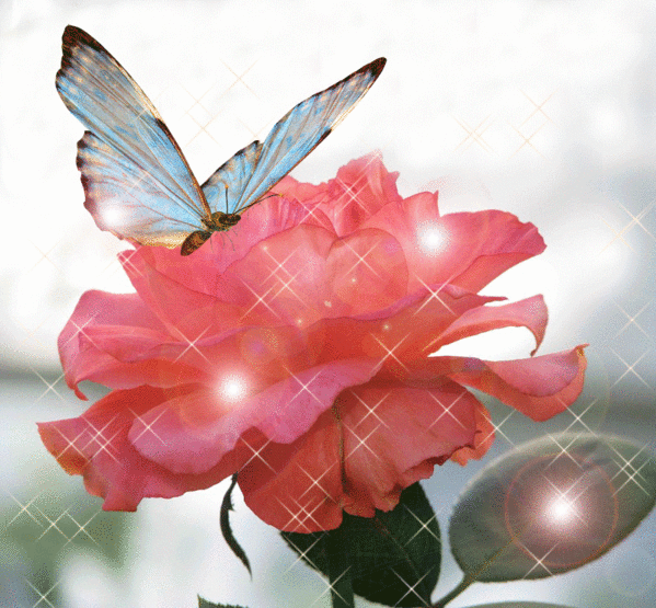 Бабочка, порхающая над красивым красным цветком