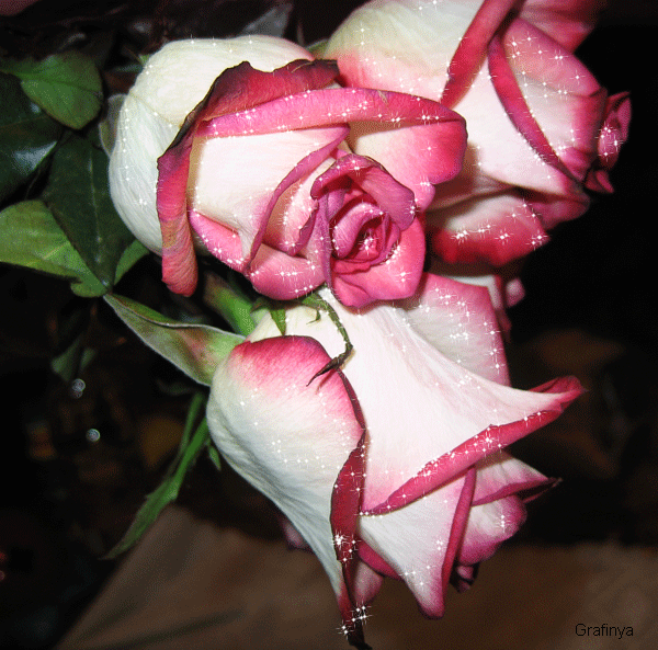 Три розы с блестяшками, анимация роз