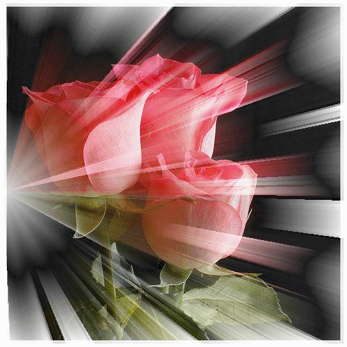 Букет из трёх роз под яркими лучами солна