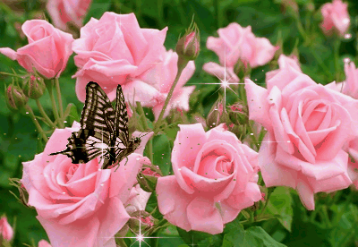 анимационные картинки Бабочки, открытки Бабочки