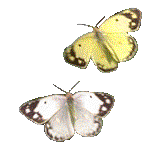Порхание бабочек. Белая и жёлтая капустница
