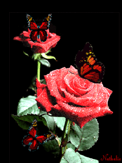 Три бабочки порхают на розах, на экран телефона