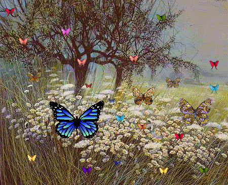 Много разноцветных бабочек в саду, на поляне