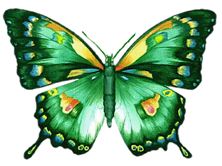 Бабочка переливается разными цветами радуги