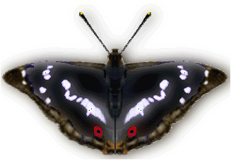 Бабочка Переливница большая ивовая