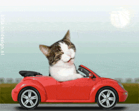 Кошка едет в автомобиле, прикольная аватарка